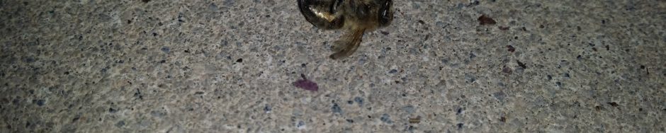 Are The Bees Really Dying? Will We All Die With Them?